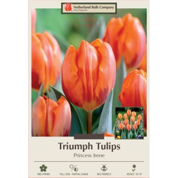 Tulipa, Triumph Tulip 'Princess Irene'