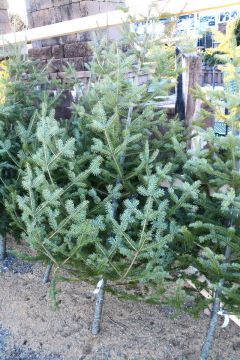 Balsam Fir 'Wild Victorian', Live Christmas Tree