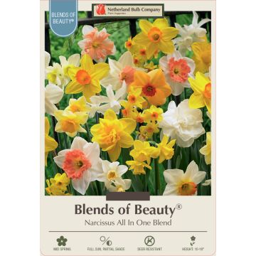 Narcissus Assortment, All-in-One Mixture