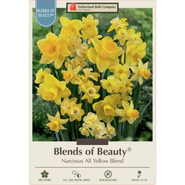 Narcissus Assortment, All Yellow Mixture