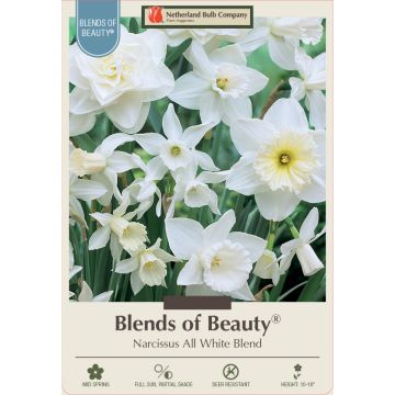 Narcissus Assortment, All White Mixture