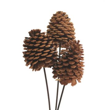 Vyn Jeffrey Pine Cones Natural, 3 Stems