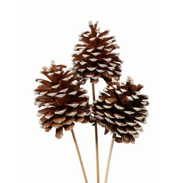 Vyn Jeffrey Pine Cones White Tipped, 3 Stems