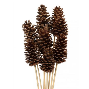 Vyn Pine Cones Natural, 8 Stems