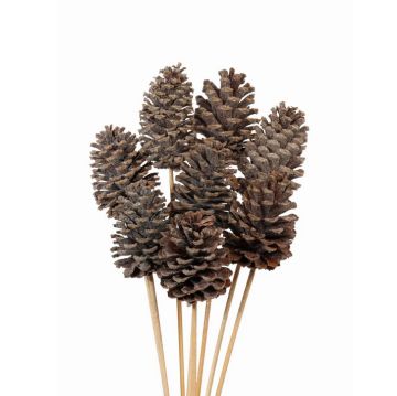 Vyn Pine Cones Frosted, 8 Stems