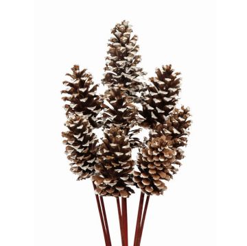 Vyn Pine Cones White Tipped, 8 Stems