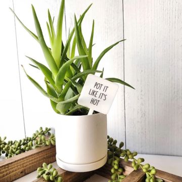 Mad River Snarky Plant Marker Stake - Pot It Like It's Hot!