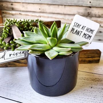 Mad River Snarky Plant Marker Stake - Stay At Home Plant Mom