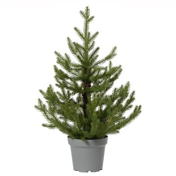 Lumineo Norway Mini Tree, Indoor, 35"