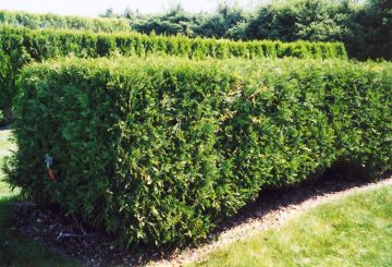 Thuja, Arborvitae 'Techny' (Large)