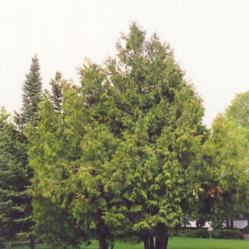 Thuja, Arborvitae 'White Cedar' (Large Sizes)