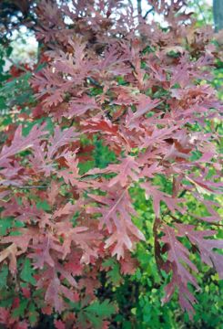 Quercus, White Oak