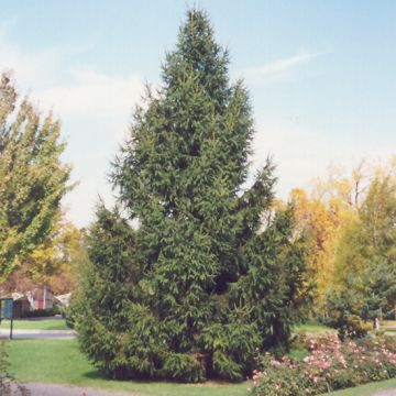 Picea, Norway Spruce (Large Sizes)