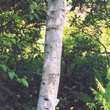 Betula, Gray Birch 'Whitespire' (Large Sizes)