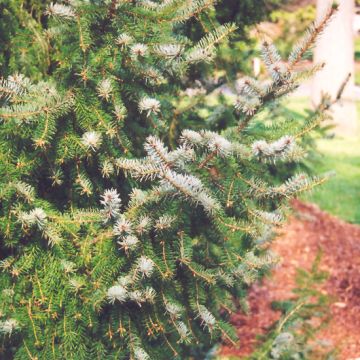 Picea, Serbian Spruce (Large Sizes)