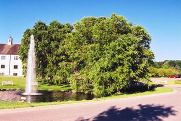 Betula, River Birch (Large)