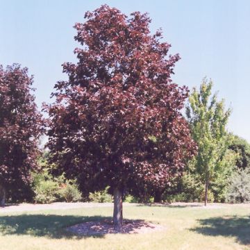 Acer, Norway Maple 'Royal Red' (Large Sizes)