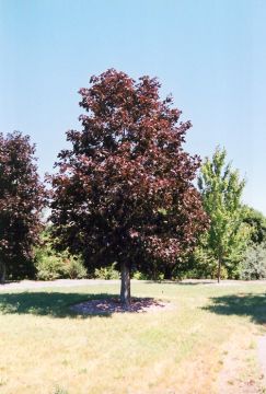 Acer, Norway Maple 'Royal Red'