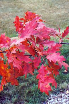 Quercus, Northern Red Oak