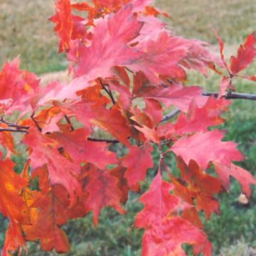 Quercus, Northern Red Oak (Large Sizes)