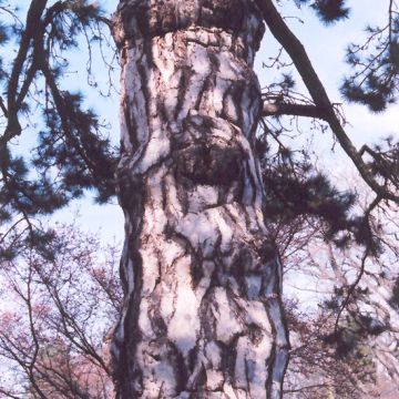 Pinus, Austrian Pine (Large Sizes)