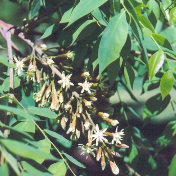 Gymnocladus, Kentucky Coffeetree (Large Sizes)