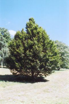 Carpinus, Blue Beech (Large)