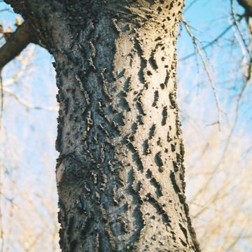 Celtis, Common Hackberry (Large Sizes)