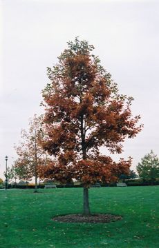 Quercus, Swamp White Oak