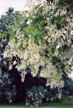 Cladrastis, American Yellowwood