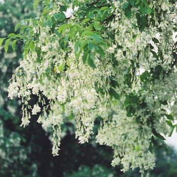 Cladrastis, American Yellowwood (Large Sizes)