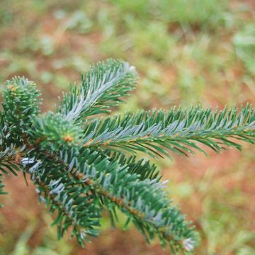 Abies, Fraser Fir (Large Sizes)