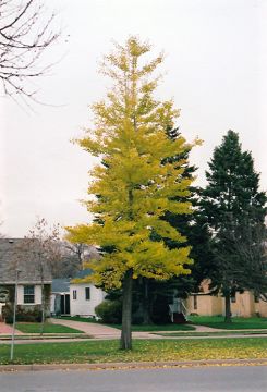 Ginkgo, 'Princeton Sentry®' (Large)