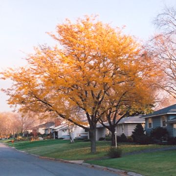 Gleditsia, Thornless Honeylocust 'Imperial®' (Large Sizes)