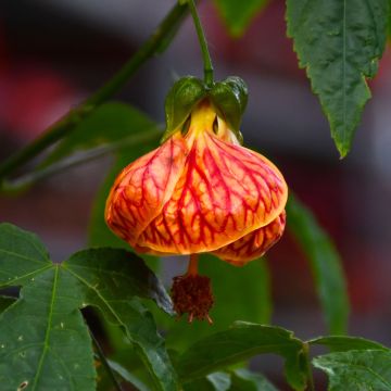 Abutilon, Flowering Maple