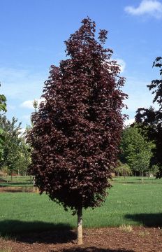 Acer, Norway Maple 'Crimson Sentry'