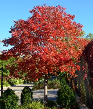 Aesculus, Ohio Buckeye 'Early Glow™' (Large)