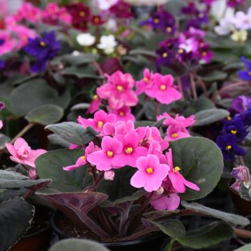 Saintpaulia Ionantha, African Violet 'Gerten Grown'