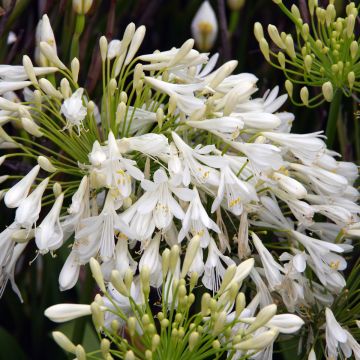 Agapanthus (African Lily), Bridal Veil®