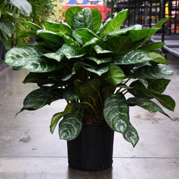 Aglaonema Calypso 'Supreme'