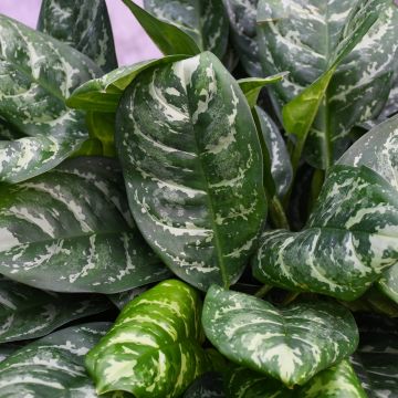 Aglaonema Calypso 'Supreme'