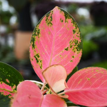 Aglaonema 'China Red'