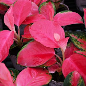 Aglaonema 'China Red'