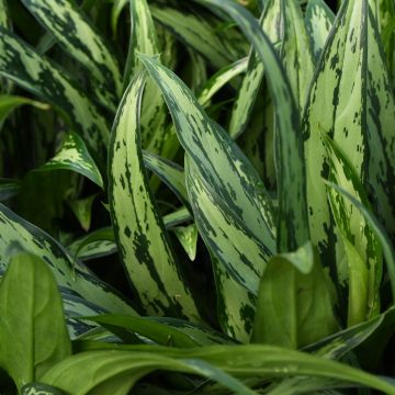 Aglaonema 'Cutlass'