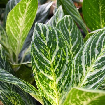 Aglaonema 'Golden Madonna'