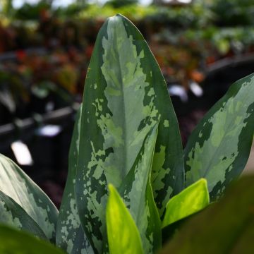 Aglaonema 'Jubilee Petite'