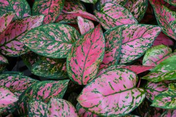 Aglaonema, Chinese Evergreen 'Lady Valentine'