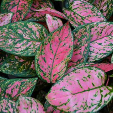 Aglaonema 'Lady Valentine'