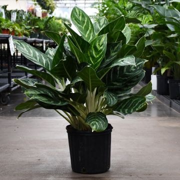 Aglaonema 'Legacy'