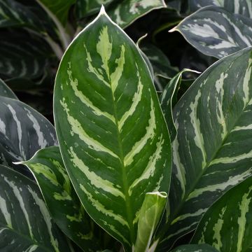 Aglaonema 'Legacy'